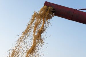 Corn harvest Combine unloading corn seeds after harvest.